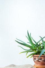 A large aloe plant in a clay pot with an ornament stands on natural fabric on white console opposite the white wall