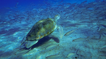 Obraz premium Swimming with turtles Views around the small Caribbean island of Curacao