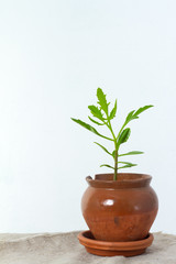 Green flower houseplant platicerium or deer horns growing in clay brown pot standing on natural fabric isolated on white textural background