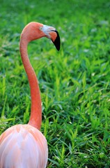 A Flamingo walking on green grass during summer at a Calgary Zoo in Canada Alberta.