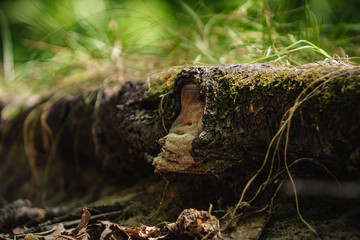 ground with grass in the middle of the forest with tree roots