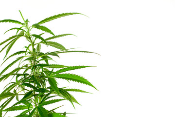 Closeup of plant of marijuana, weed or cannabis in pots at home on a white console against a white wall