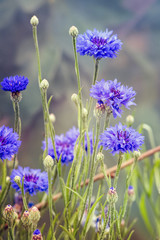Blue cornflowers or Centaurea cyanus - obrazy, fototapety, plakaty