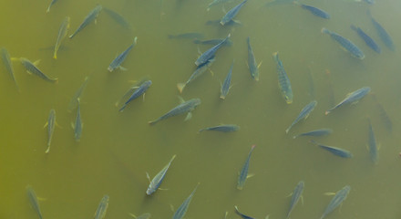 Fototapeta na wymiar Neon colored fish in the Everglades National Park, Florida, USA, America