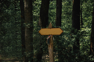 path along the center among the dense forest.