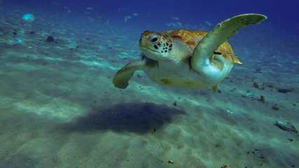    Swimming with turtles Views around the small Caribbean island of Curacao
