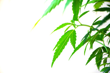 Closeup of plant of marijuana, weed or cannabis in pots at home on a white console against a white wall
