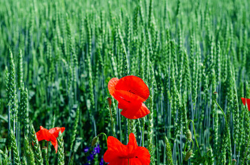 Red poppies in a field among green wheat. Agricultural theme
