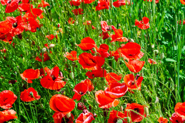 Naklejka premium Red poppies in a field among green wheat. Agricultural theme