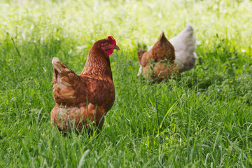 birds_8