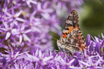 insects_13