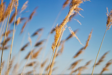 Fototapeta premium beach_7