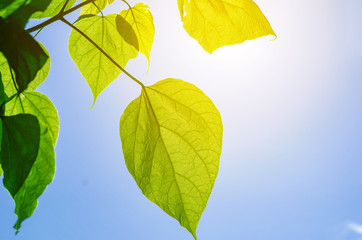 Fototapeta na wymiar Green leaves of a catalpa tree on a background blue sky