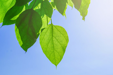 Green leaves of a catalpa tree on a background blue sky
