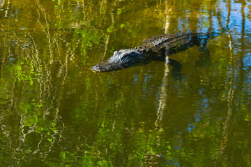 American Alligator, Everglades National Park, Florida, USA, America