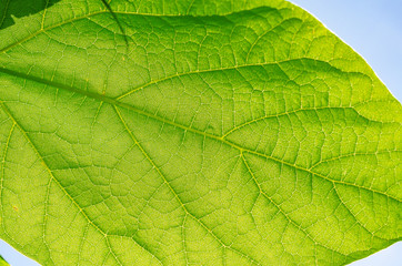 Naklejka na ściany i meble Green leaves of a catalpa tree on a background blue sky