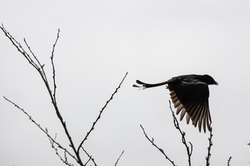 Black crows on a tree