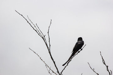 Black crows on a tree