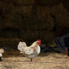 White hen