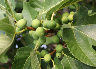 ripe green figs on the plant in the summer