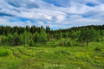 Summer meadow landscape with green grass and wild flowers on the background of a coniferous forest.