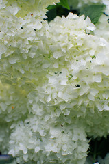 Wonderful flowers of hydrangea with leaves for the wedding feast