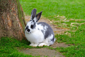 Rabbit with black and white fur on the green grass.