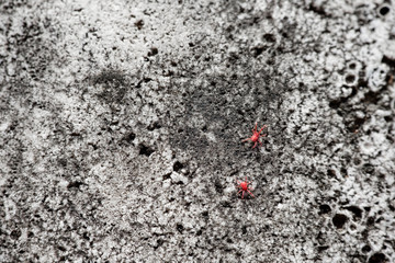 Red mite couple on rough concrete wall texture pattern background, insect nature wallpaper composition 