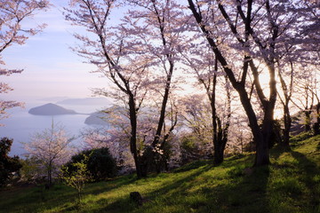 Obraz premium Cherry blossom trees on Mt. Shiude in spring morning