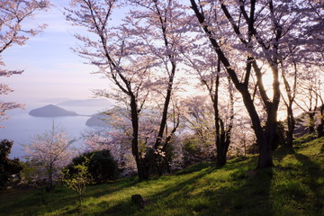 Fototapeta na wymiar Cherry blossom trees on Mt. Shiude in spring morning