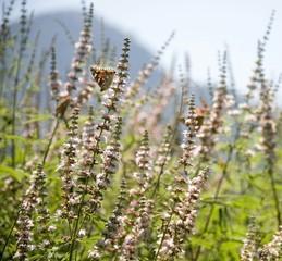 flowers in the garden Butterfly flower nature plant summer 