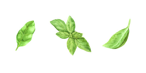 hand painted watercolor illustration set fresh green basil leaves. elements for design, recipe ingredient