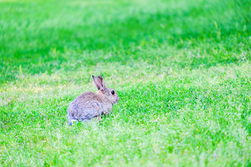 Hare in the grass in the forest.