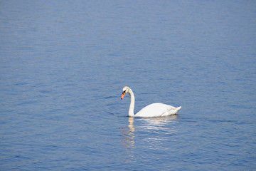 Beautiful white swan on the lake.