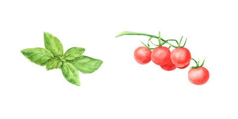 Watercolor set of branch cherry tomato vegetable and green fresh basil leaf isolated on white background.