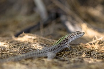 Lizard in the foreground among the shrubs