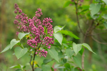 Fototapeta na wymiar Blooming lilacs in the garden, day, close up