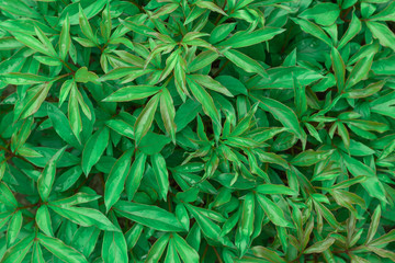 Naklejka na ściany i meble Background of green fresh bright elongated leaves, day, close-up