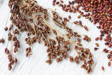Sprig of red millet and grains of millet on a white background. Close-up