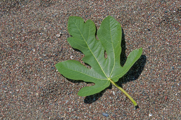 green plant in soil