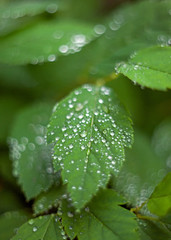 Green leaves with drops of dew after rain with a blurred background