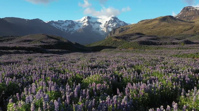 Beautiful Icelandic landscape with lupines