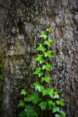 close up of the abstract walls - wallpaper design & bricks