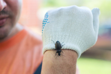 Insectophobia. a large black beetle on the man's arm. the hand is protected by a glove.