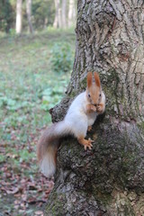 squirrel on tree