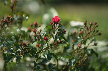 Close-up red small bush roses
