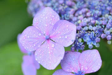 Fototapeten Azalee Macro details of Blue Hydrangea flowers soaked in rainwater  © shubhashish5