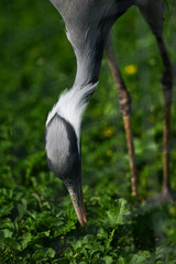 Naklejka premium Close-up of a grey heron lying at green grass