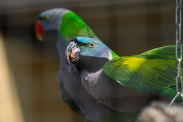 lovebird parrots sits on a tree branch