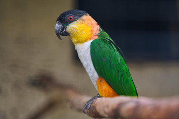 lovebird parrot sits on a tree branch
